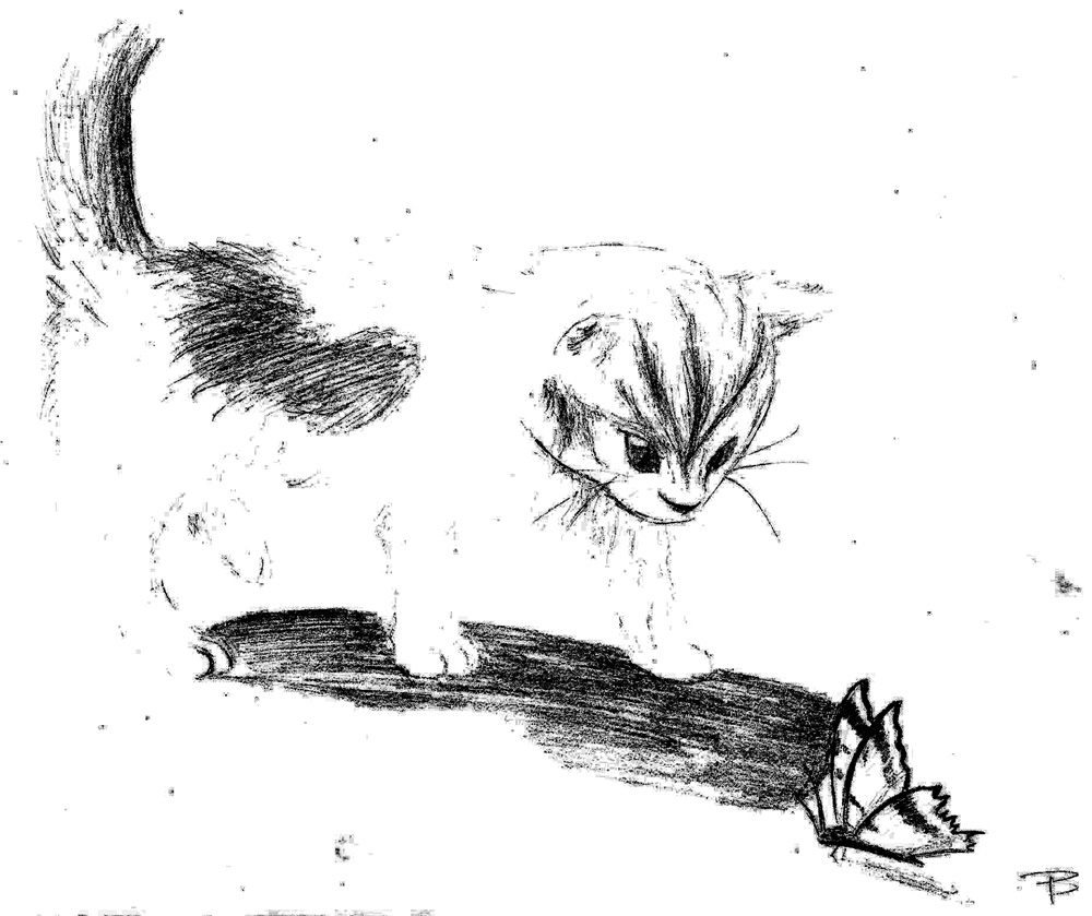 cat-drawing